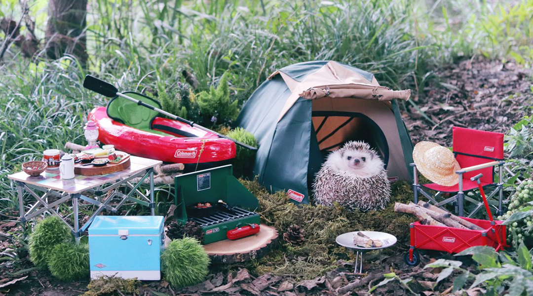 HEDGEHOG GOES CAMPING